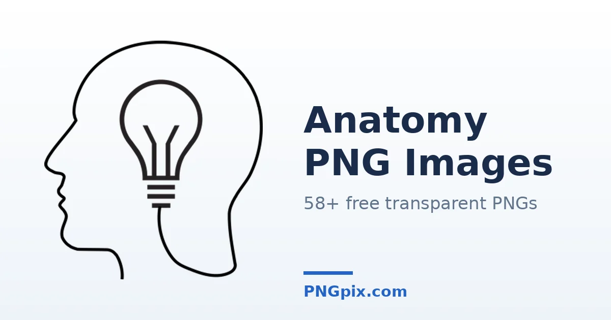 Anatomy PNG images