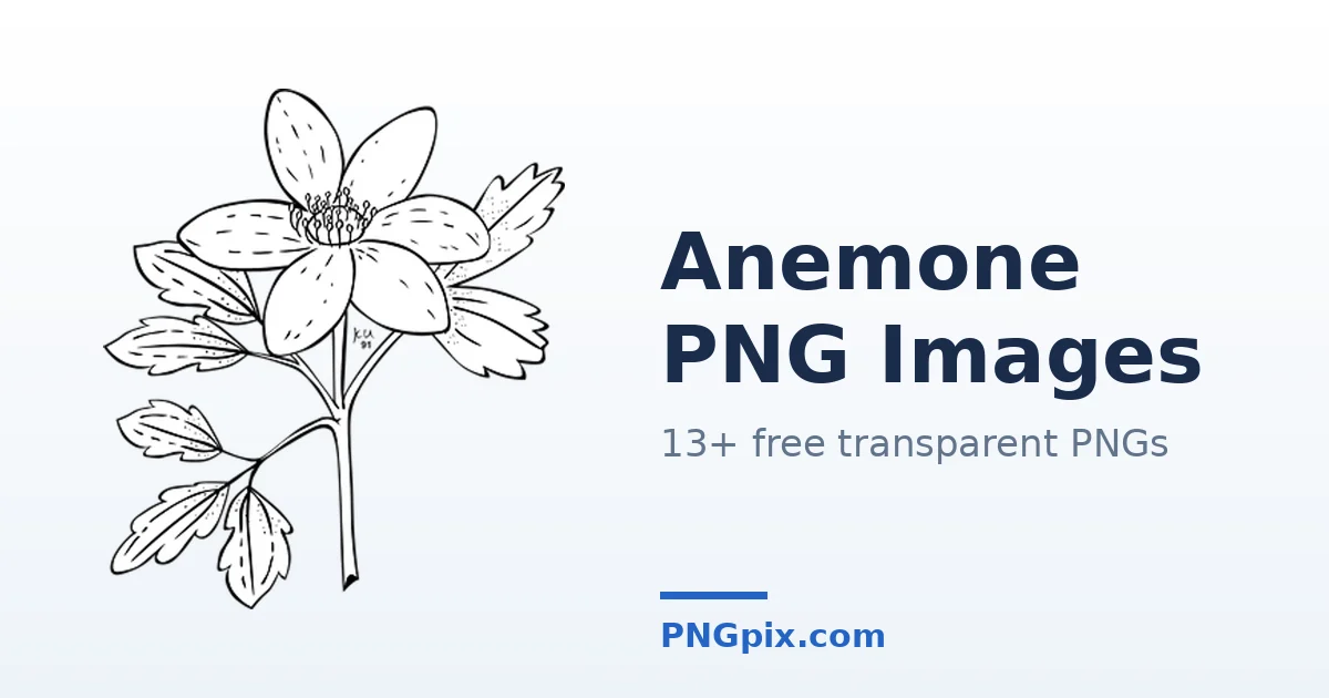 Anemone PNG images