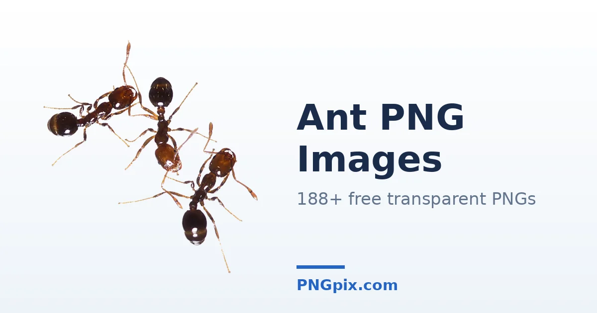 Ant PNG images