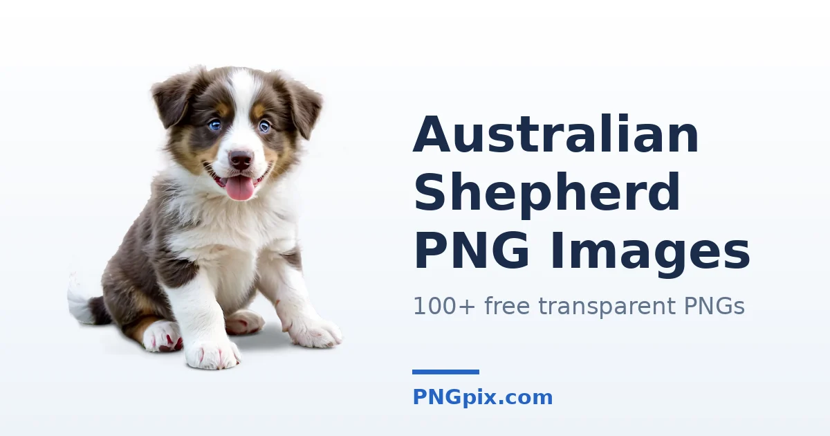 Australian Shepherd PNG images