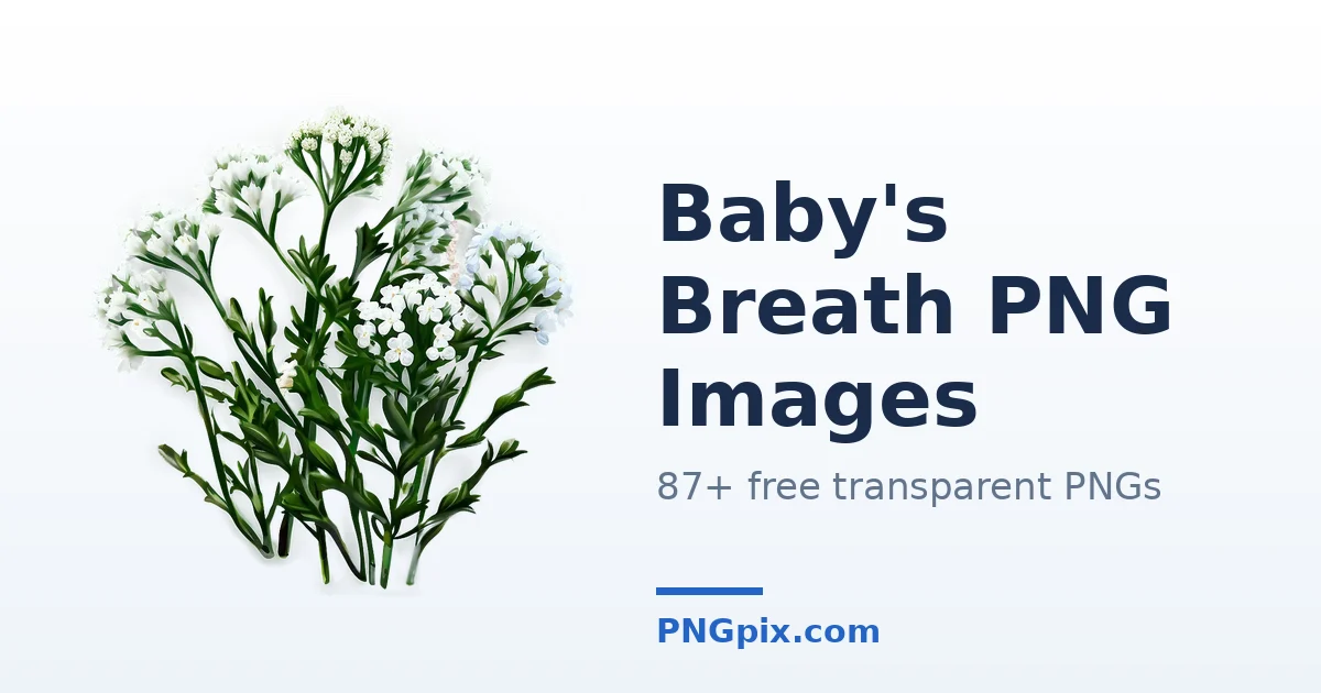 Baby's Breath PNG images