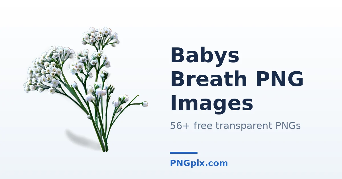 Babys Breath PNG images