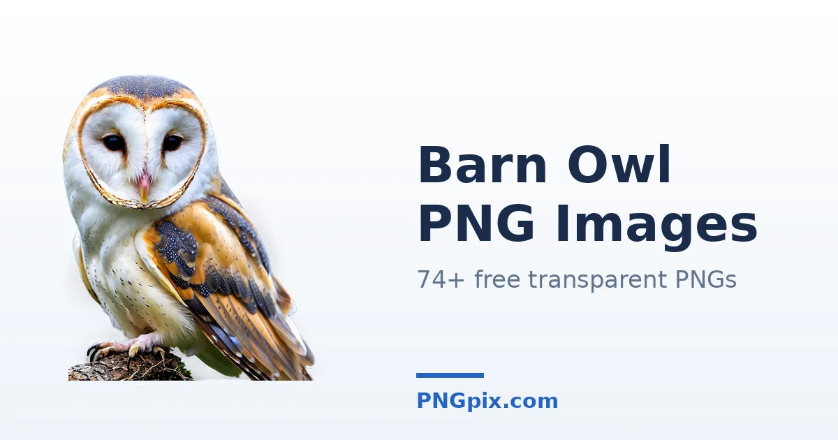 Barn Owl PNG images