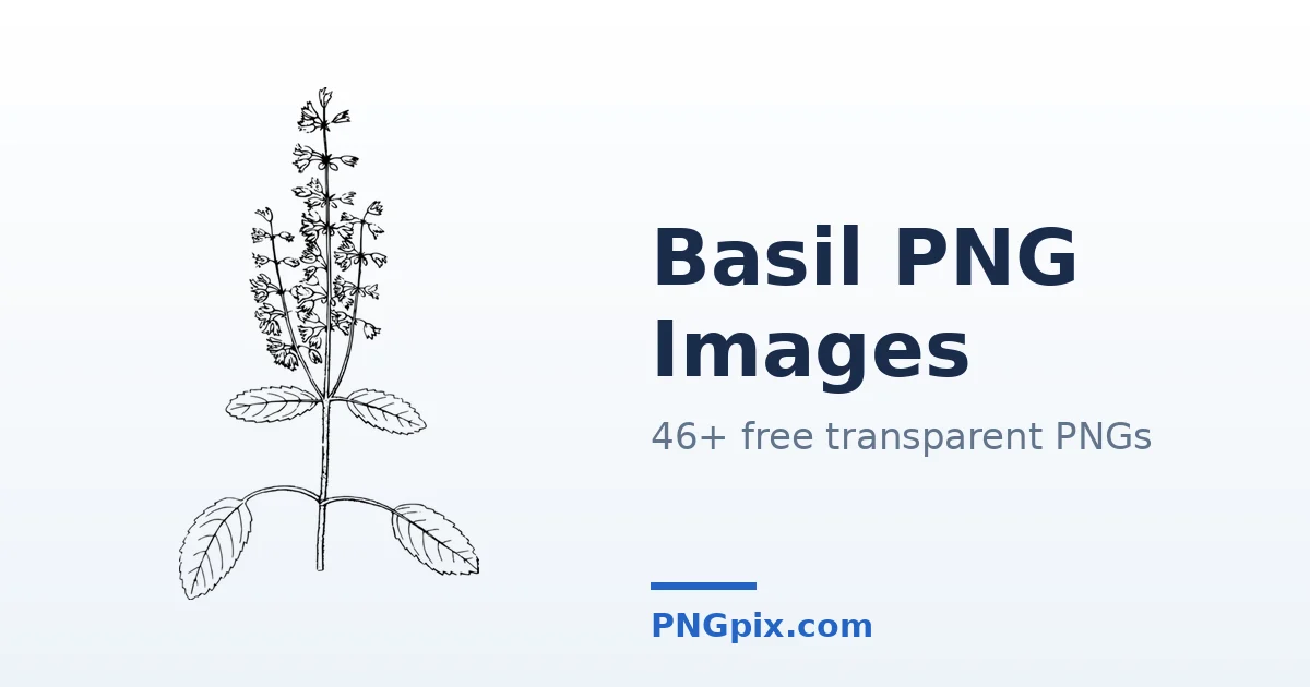 Basil PNG images