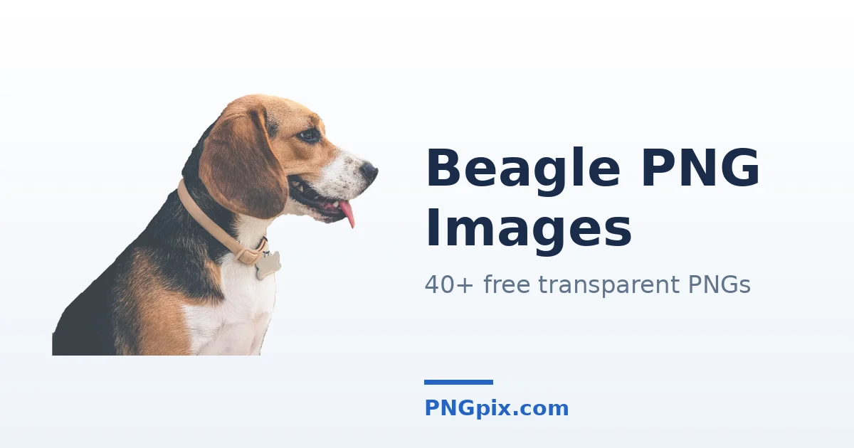 Beagle PNG images