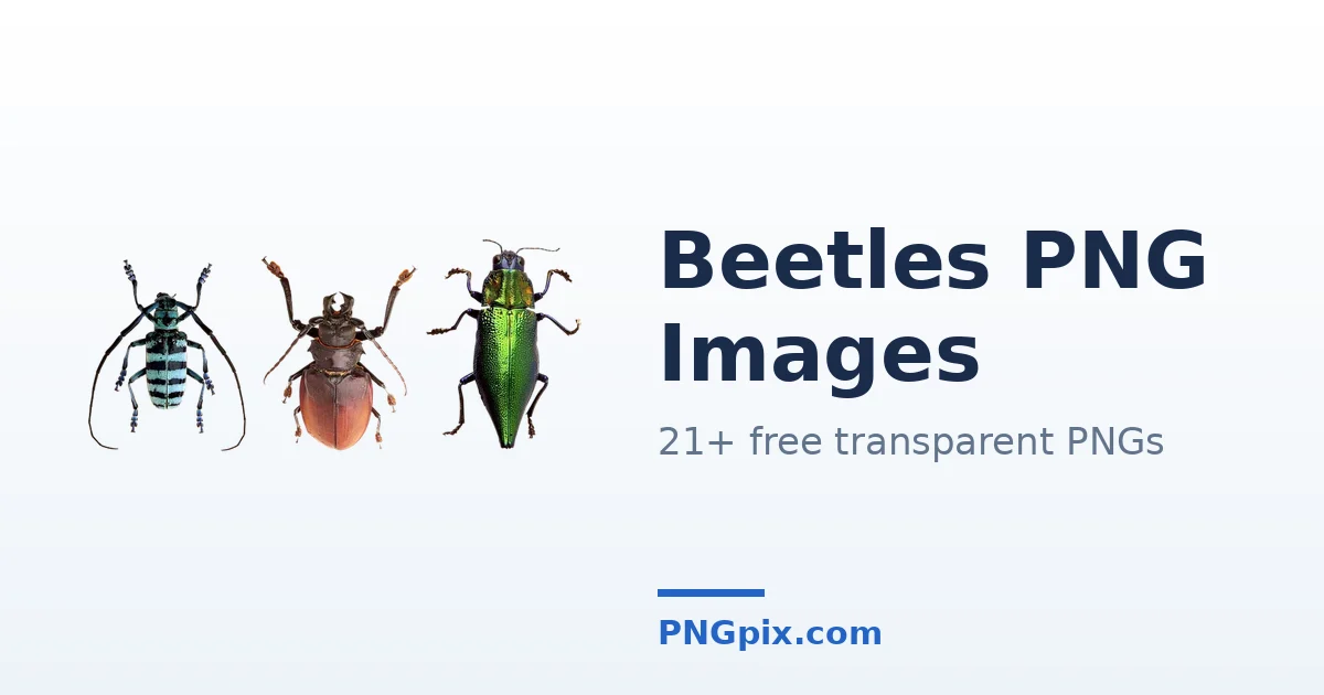 Beetles PNG images