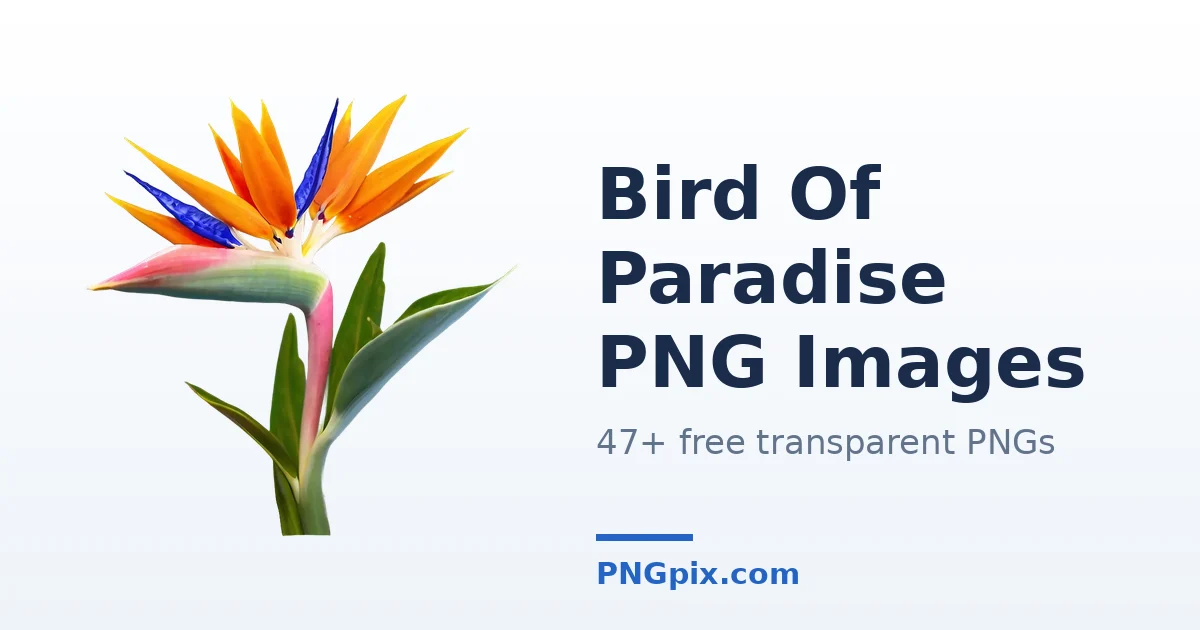 Bird Of Paradise PNG images
