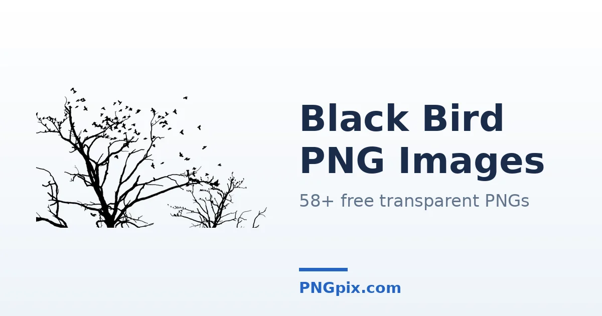 Black Bird PNG images