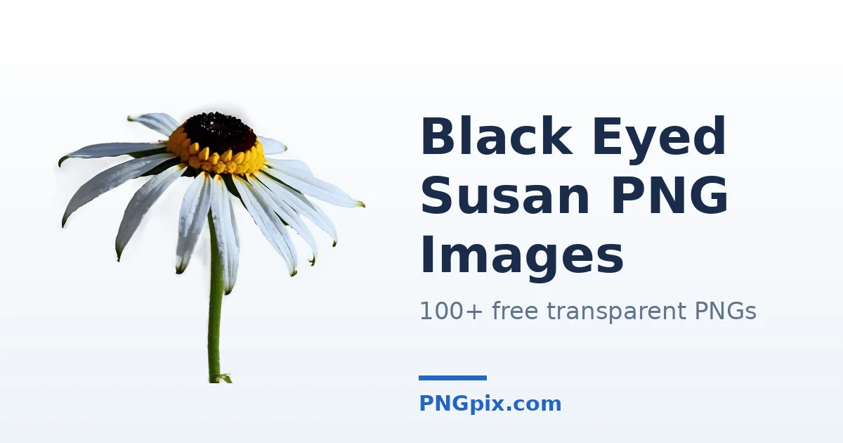 Black Eyed Susan PNG images