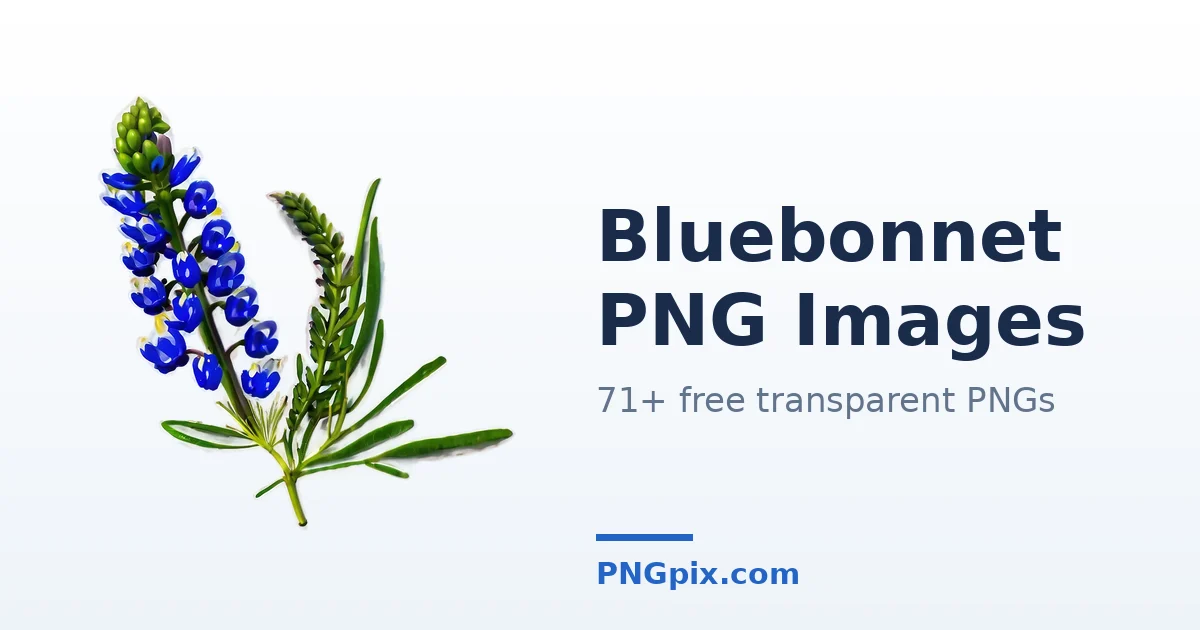 Bluebonnet PNG images