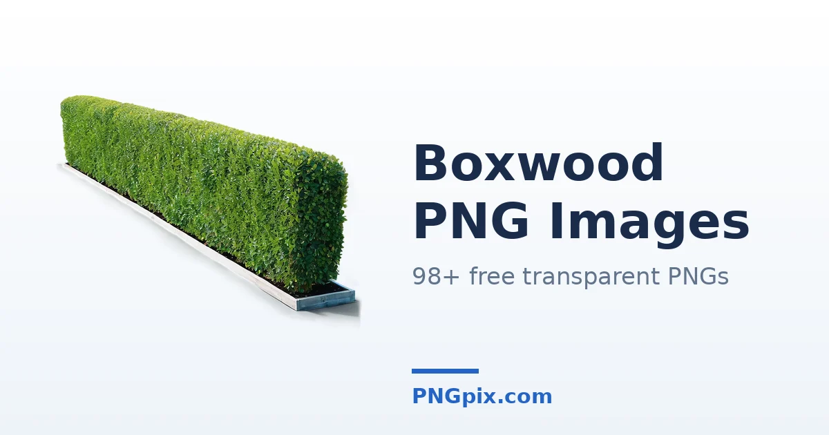 Boxwood PNG images