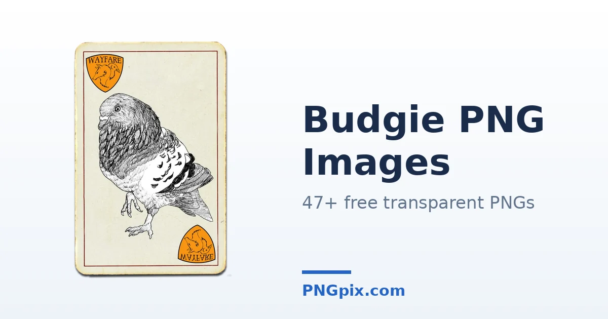Budgie PNG images