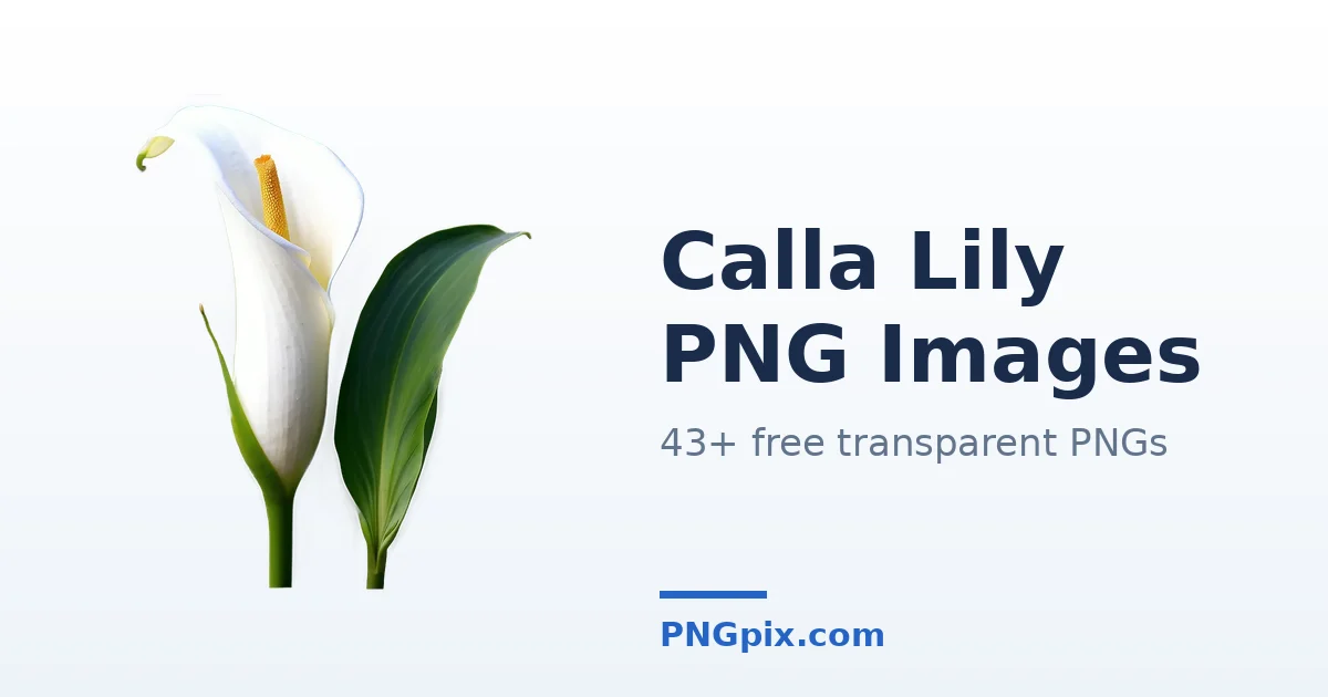 Calla Lily PNG images