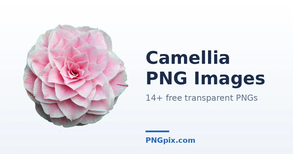 Camellia PNG images