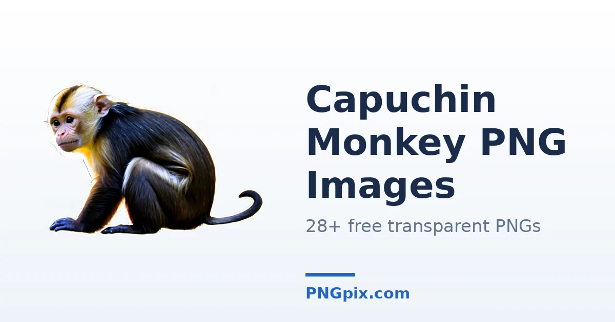 Capuchin Monkey PNG images