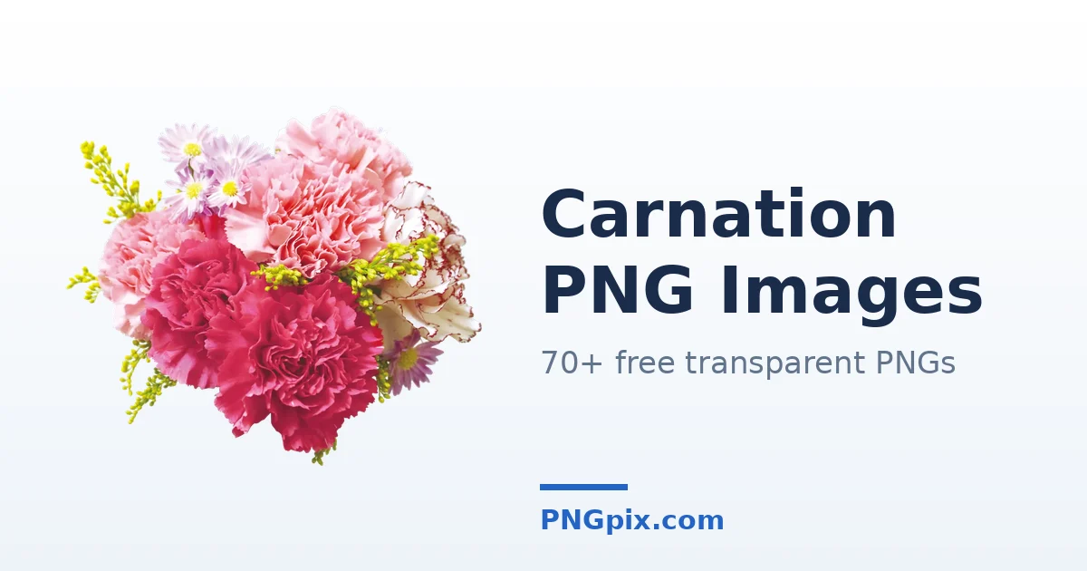 Carnation PNG images