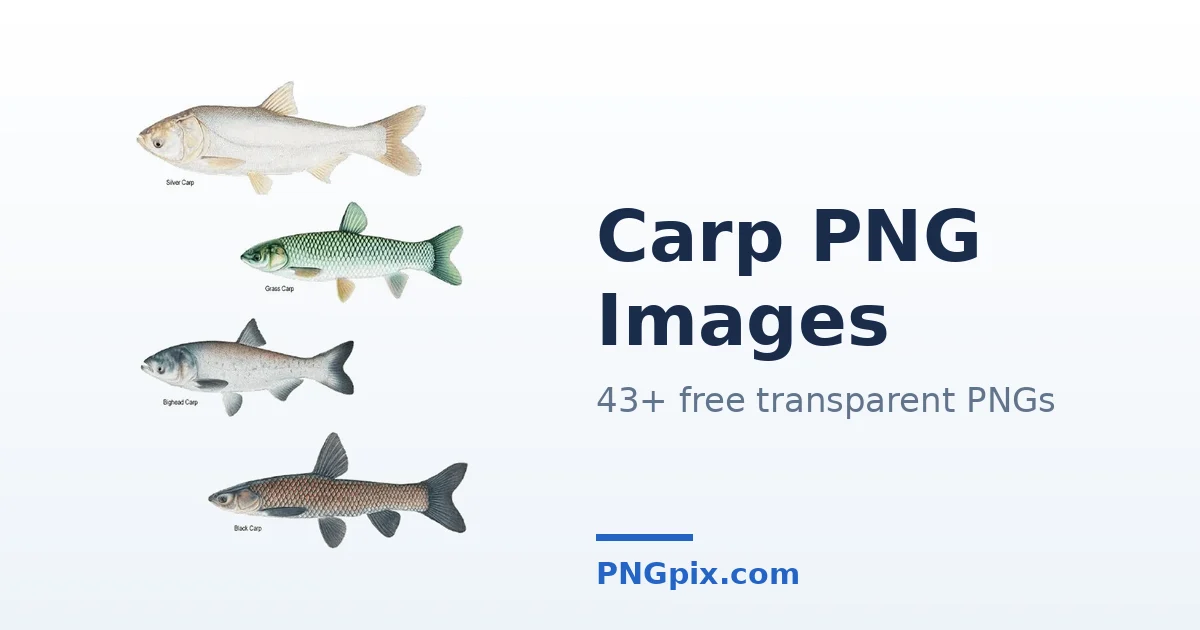 Carp PNG images