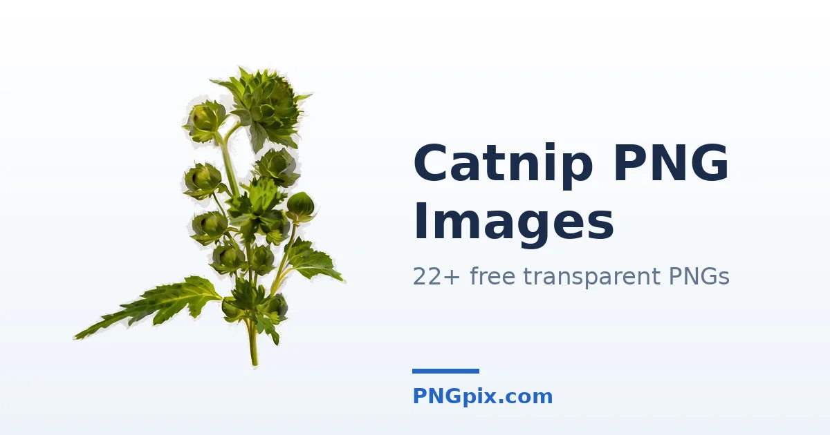 Catnip PNG images