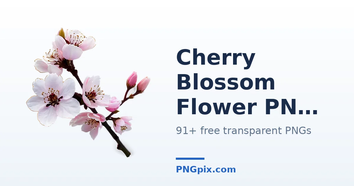 Cherry Blossom Flower PNG images