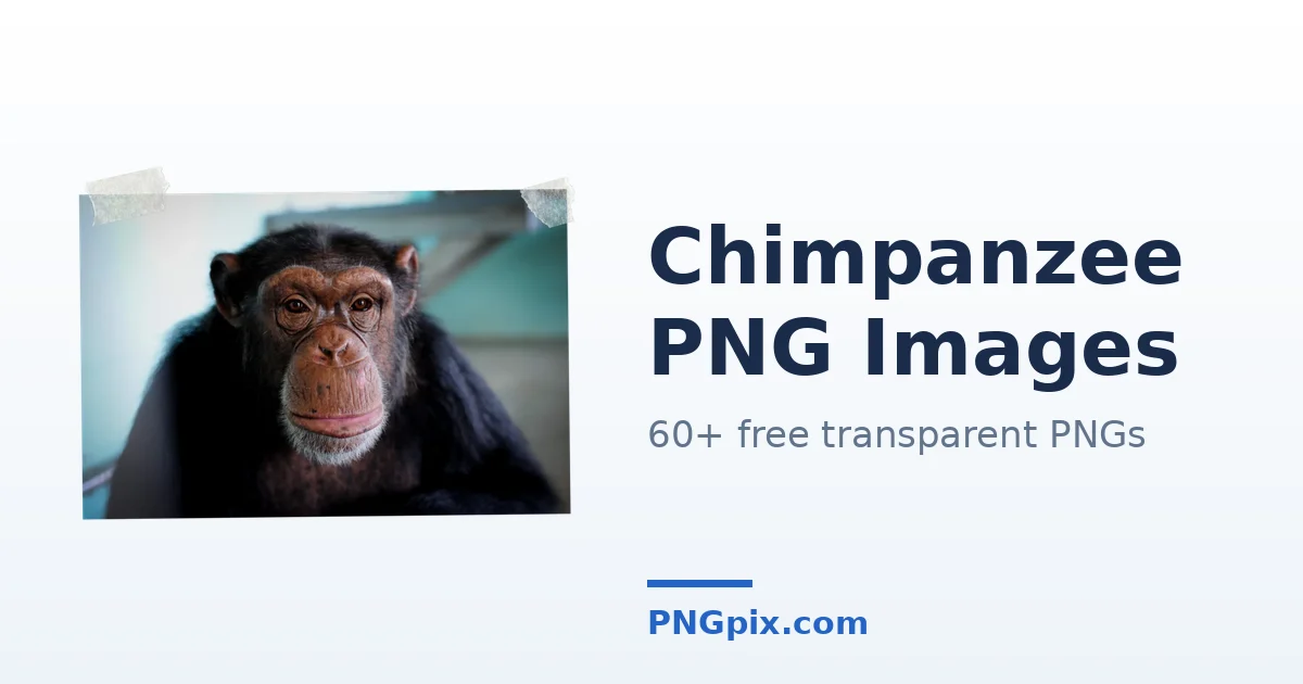 Chimpanzee PNG images