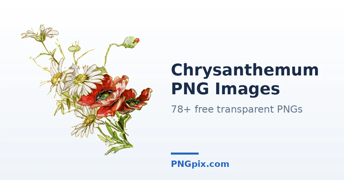 Chrysanthemum PNG images