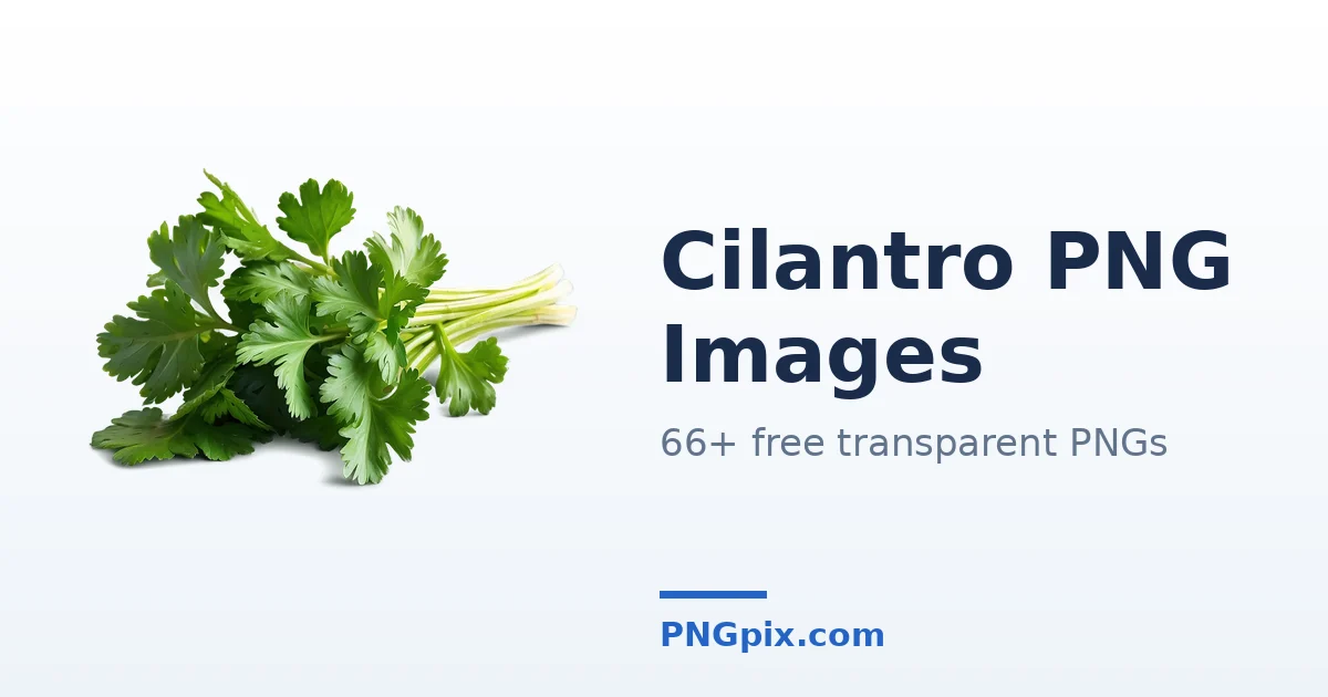Cilantro PNG images