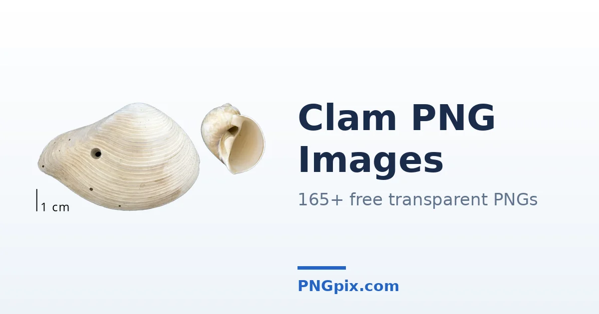 Clam PNG images