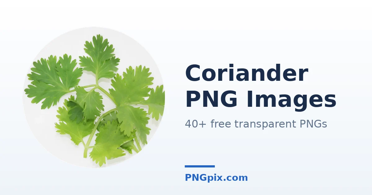 Coriander PNG images