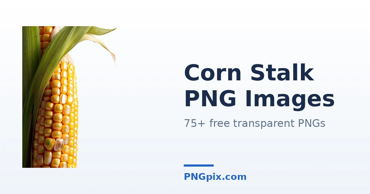 Corn Stalk PNG images