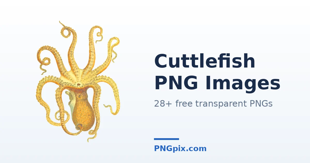 Cuttlefish PNG images