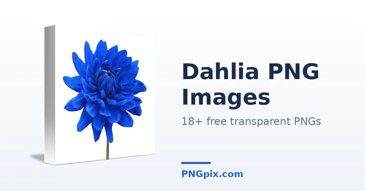Dahlia PNG images
