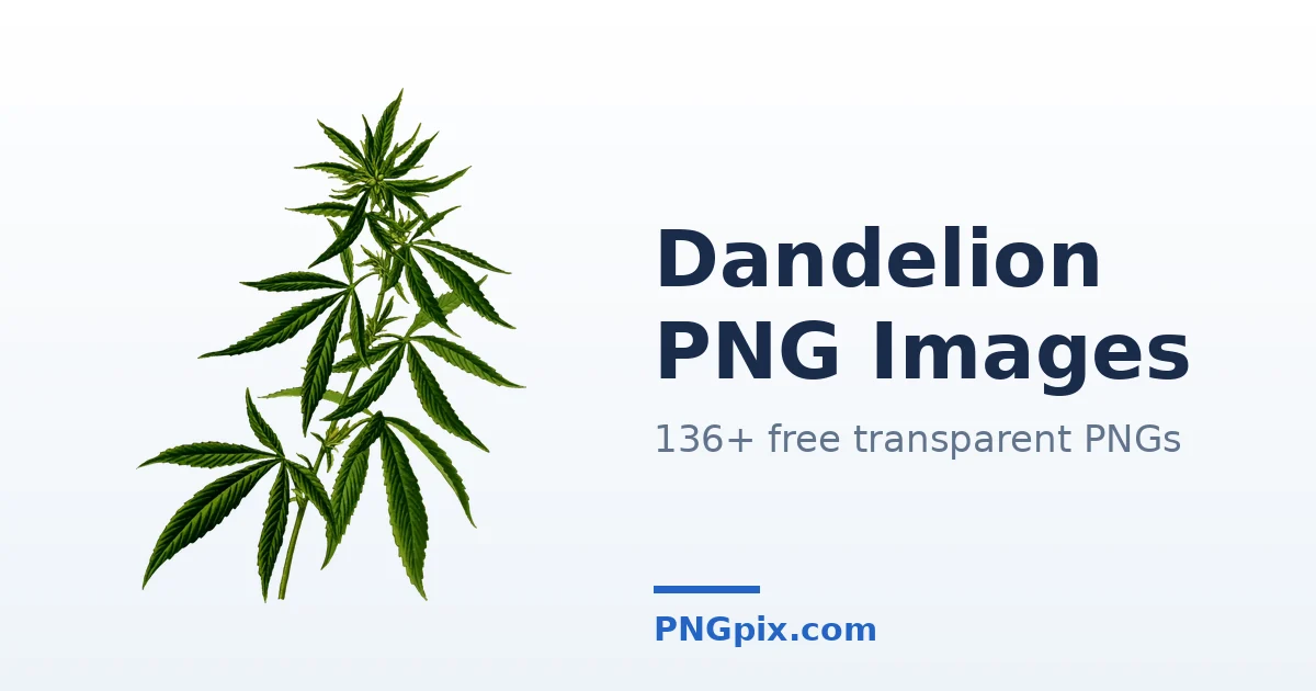 Dandelion PNG images