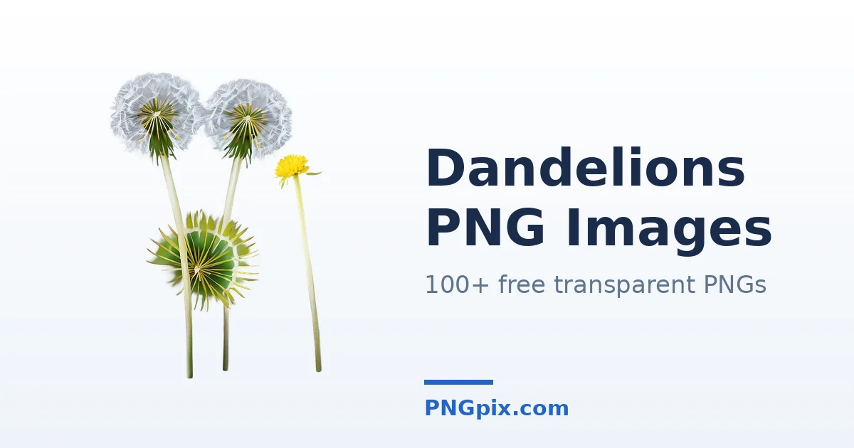 Dandelions PNG images