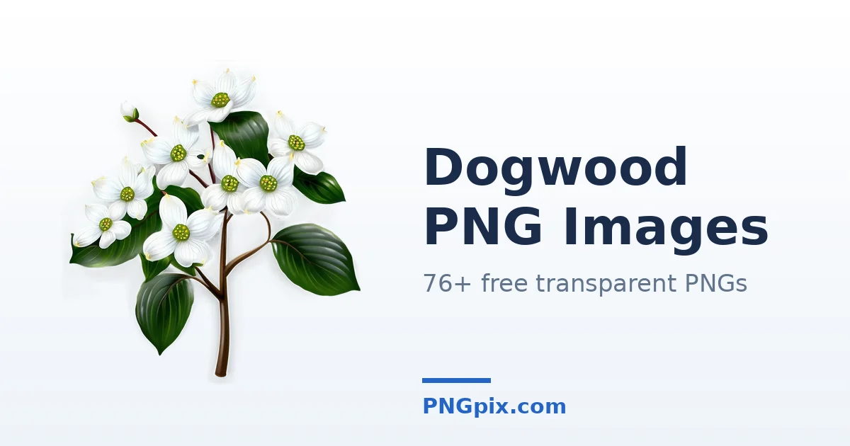 Dogwood PNG images