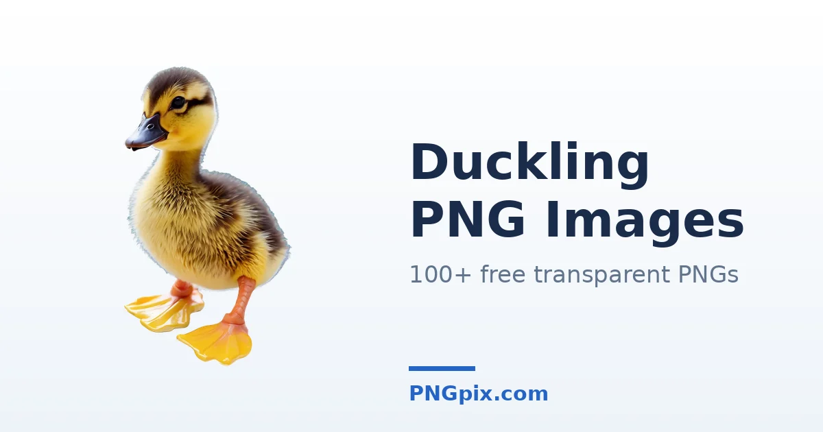 Duckling PNG images