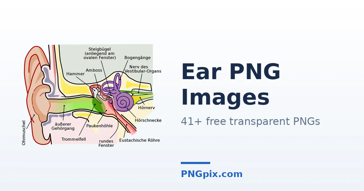 Ear PNG images