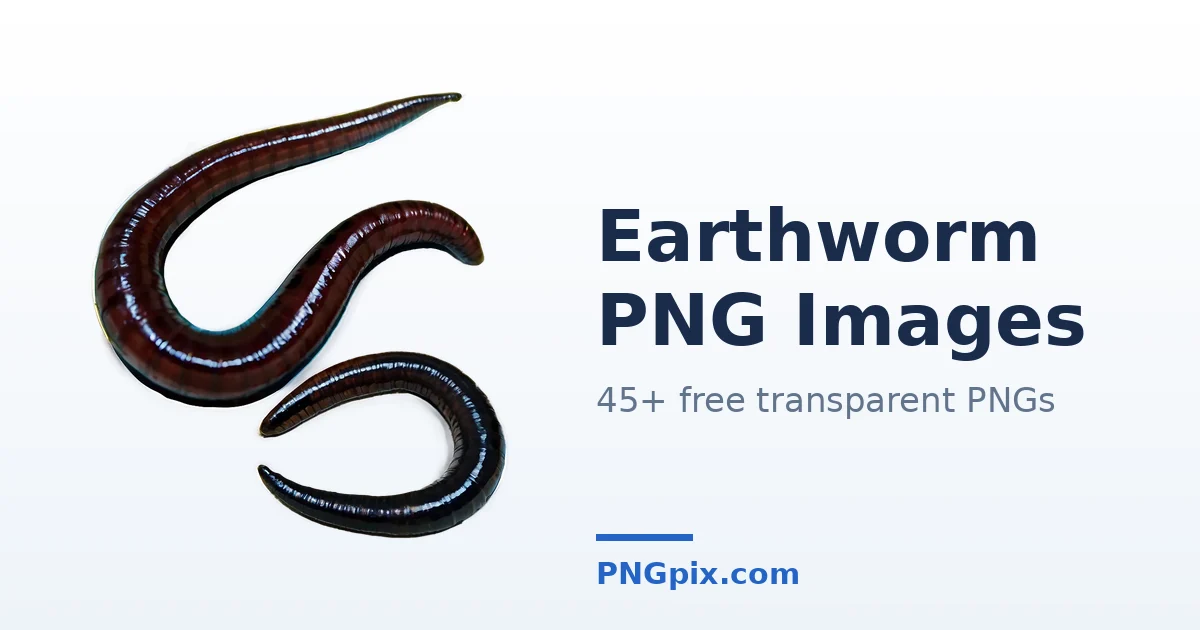 Earthworm PNG images