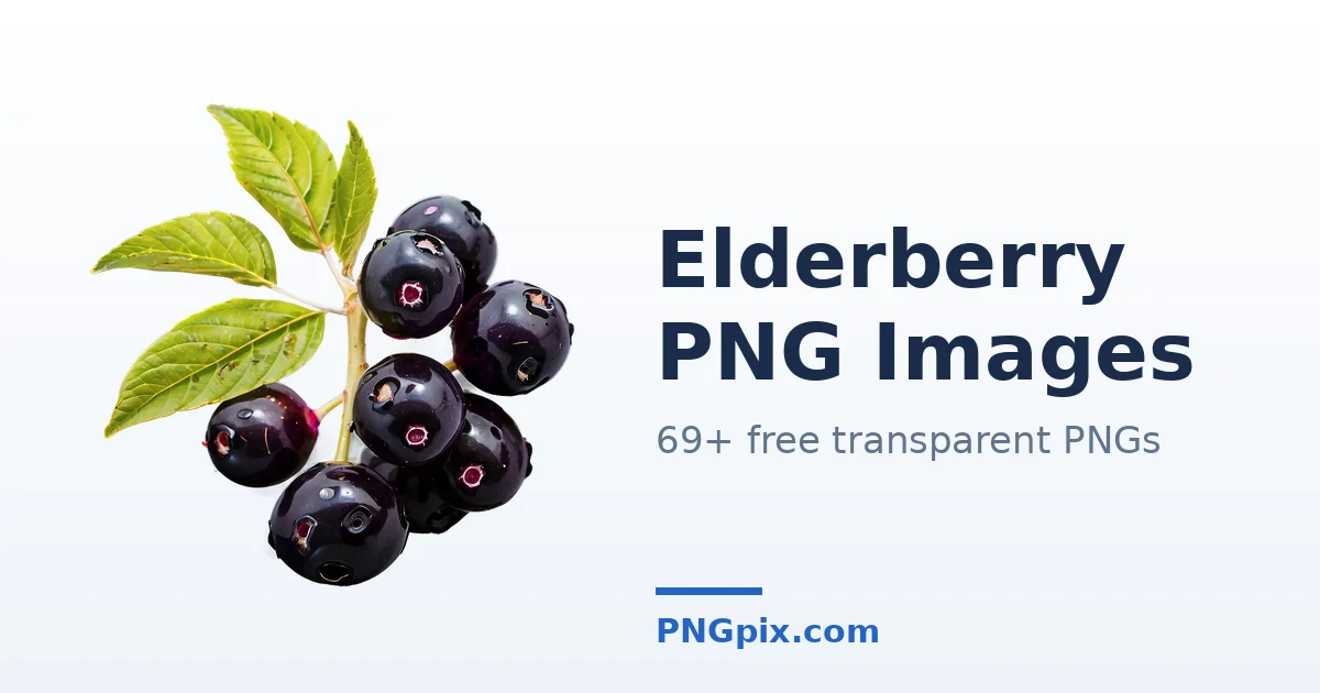 Elderberry PNG images