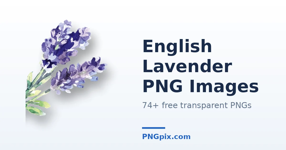 English Lavender PNG images