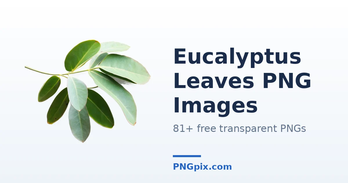 Eucalyptus Leaves PNG images