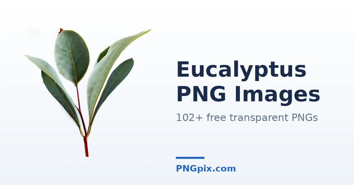 Eucalyptus PNG images