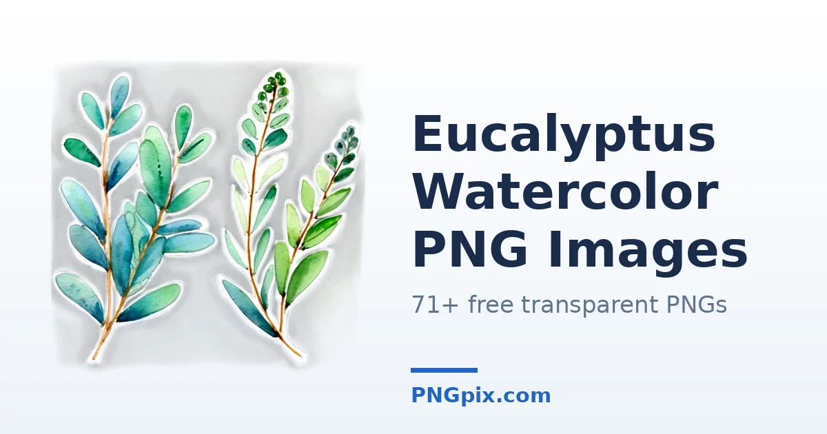 Eucalyptus Watercolor PNG images