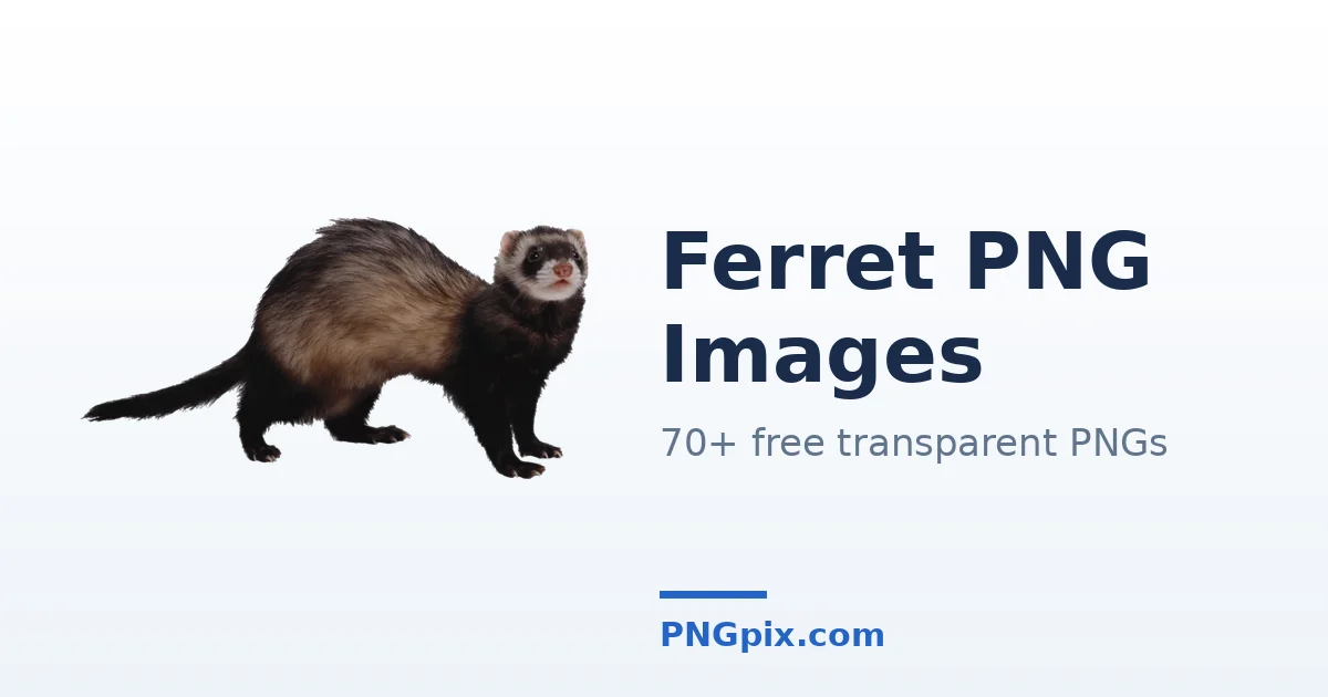 Ferret PNG images