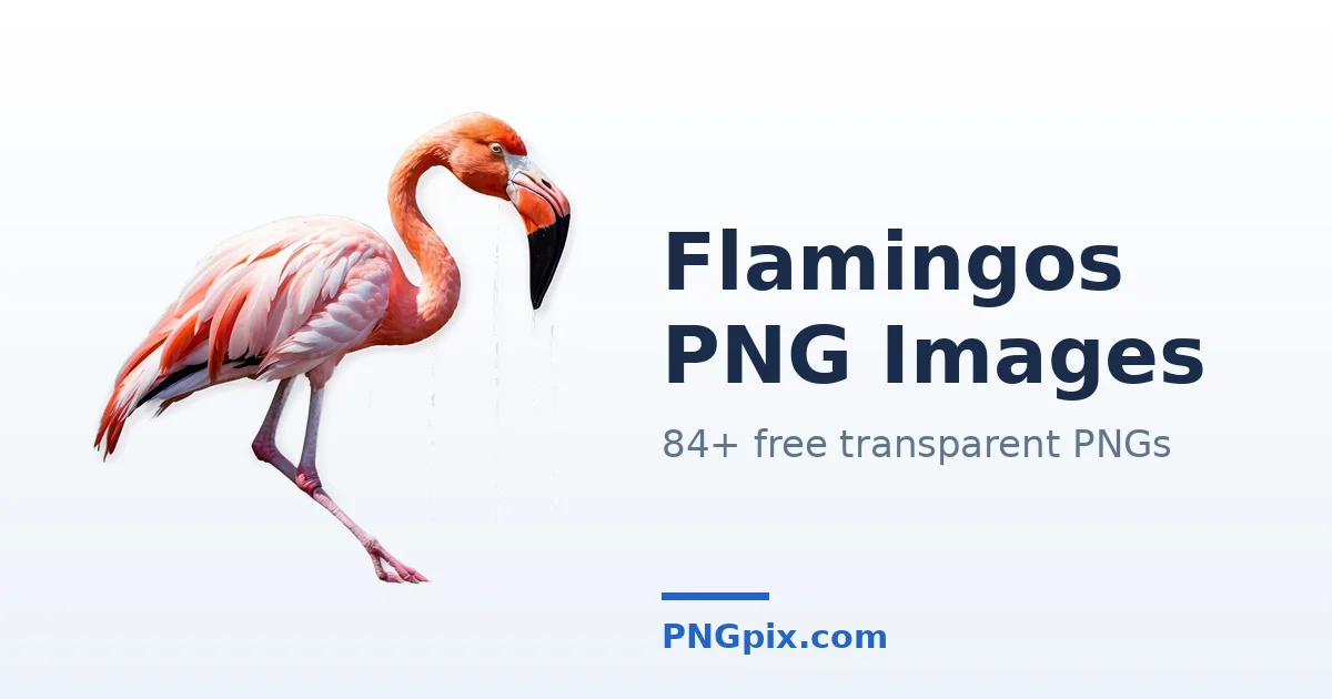 Flamingos PNG images
