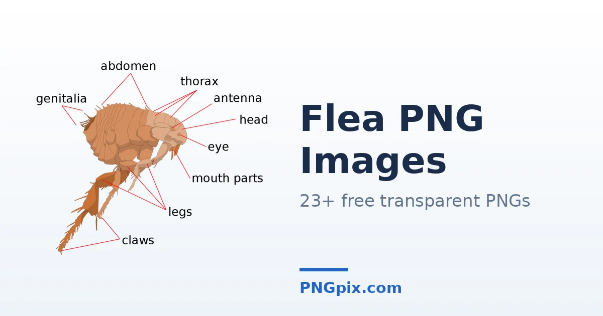Flea PNG images