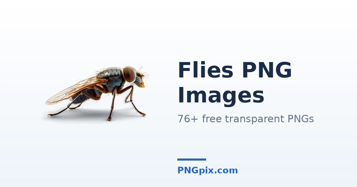 Flies PNG images