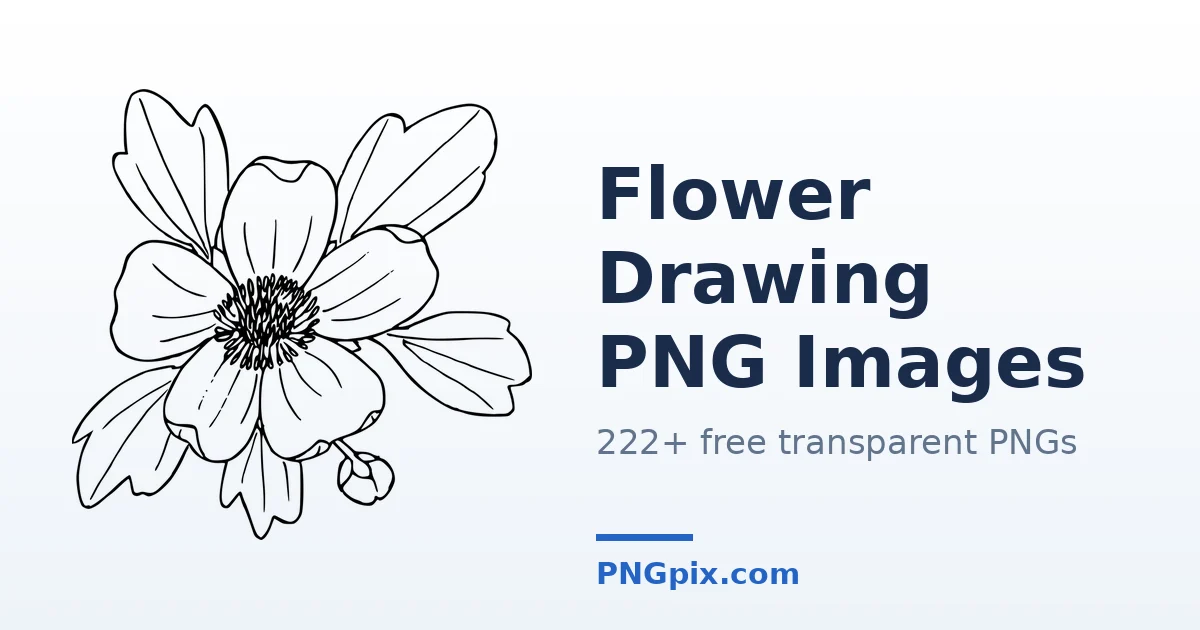 Flower Drawing PNG images