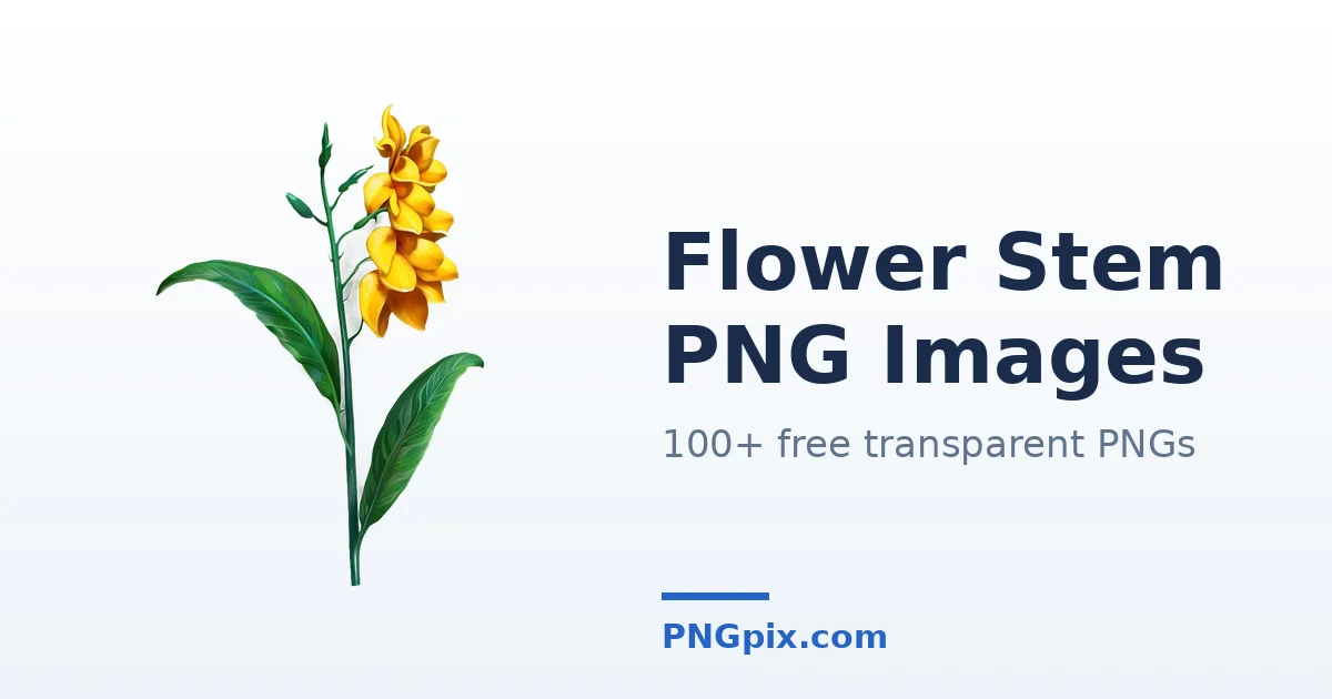 Flower Stem PNG images