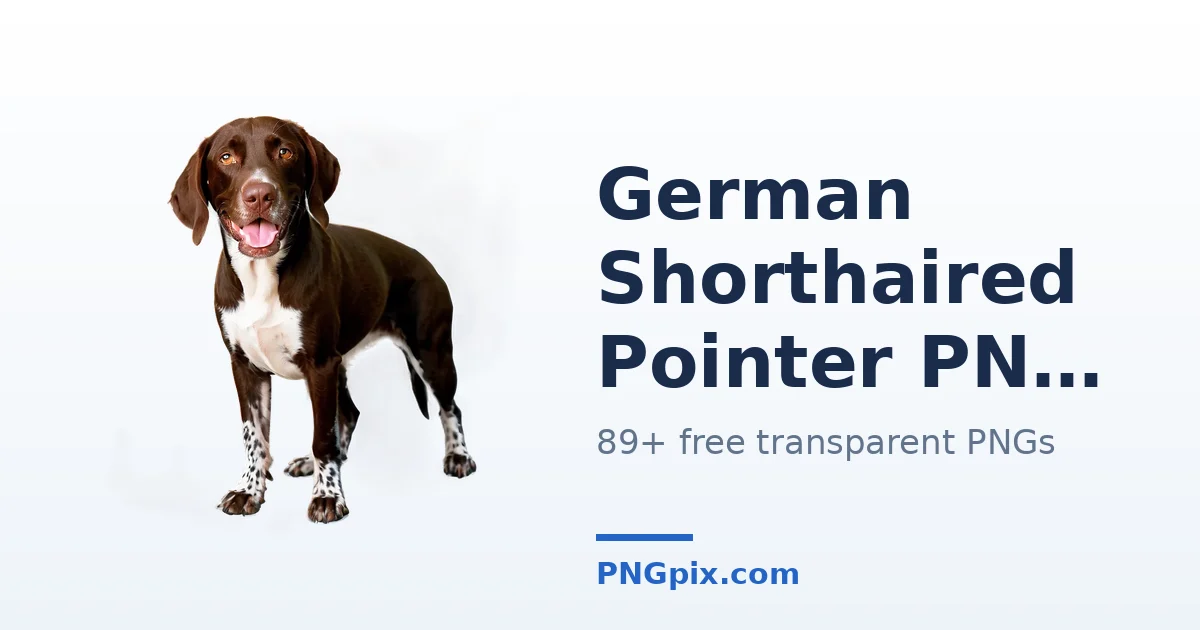 German Shorthaired Pointer PNG images