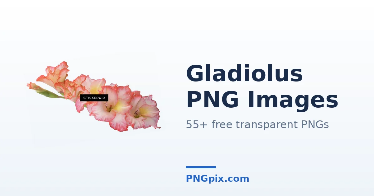 Gladiolus PNG images